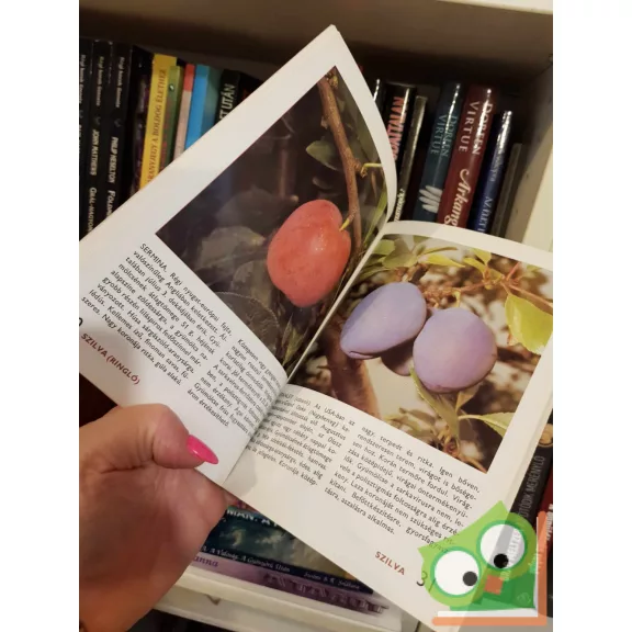 Bodor - Bödecs - Tomcsányi - Faluba - Harsányi: 88 színes oldal a gyümölcsfajtákról - Csonthéjasok és héjasgyümölcsűek