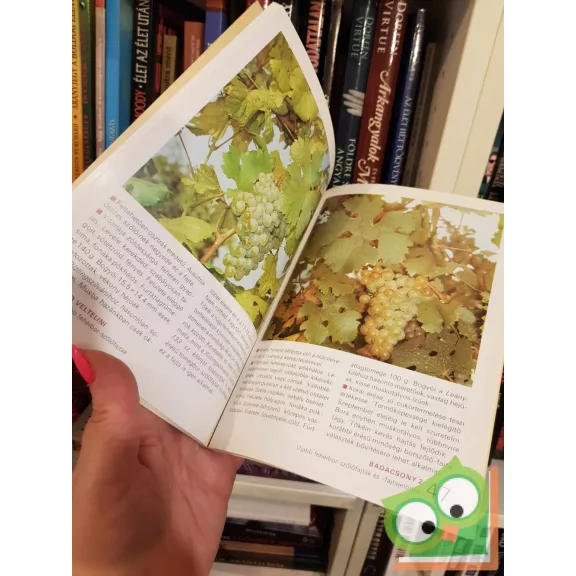 Csepregi Pál - Zilai János: 88 színes oldal a szőlőfajtákról