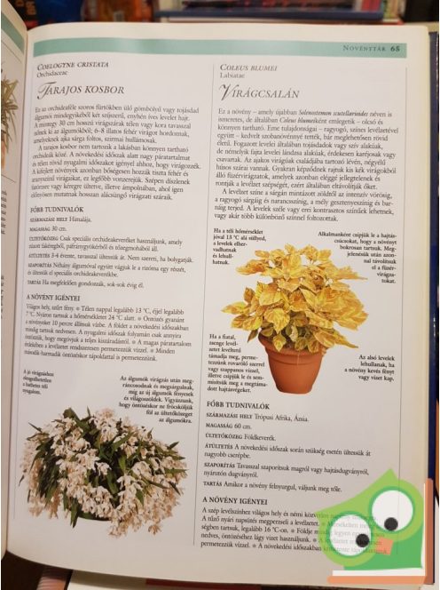 Reader Digest's Az otthon diszei - Útmutató a szobanövények kiválasztásához és ápolásához