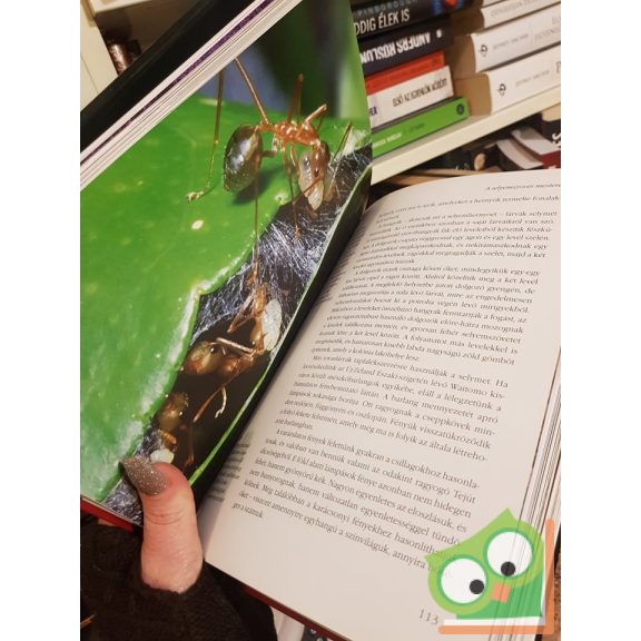 David Attenborough: A gerinctelenek élete (BBC) (ritka)