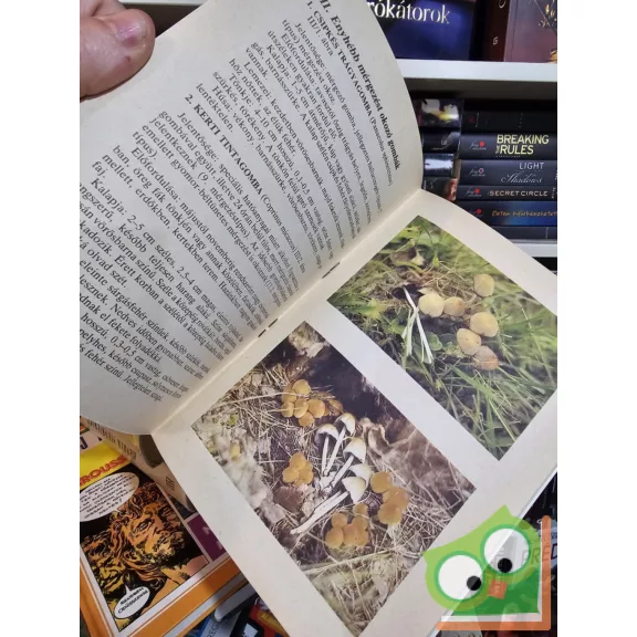 Lévai Judit: Amit a gombákról tudni kell