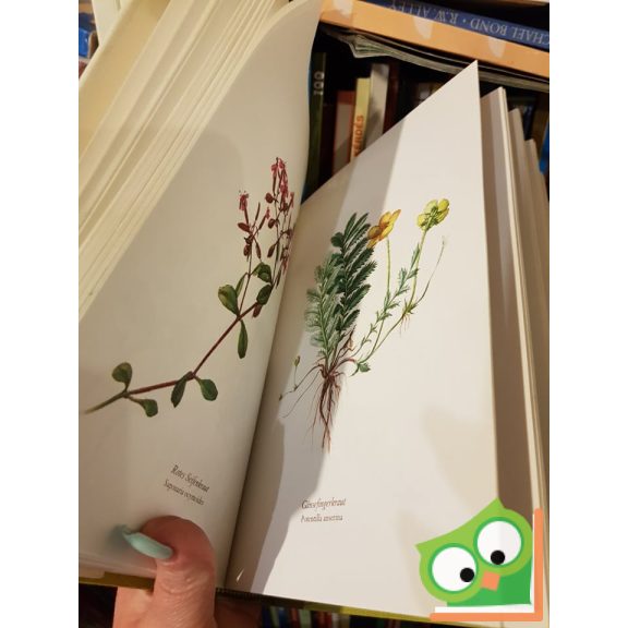 Ilsa Felsko: Blumenfibel  (Ritka!)