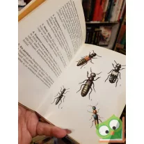 Endrődi Sebő: Bogarak (Búvár zsebkönyvek)