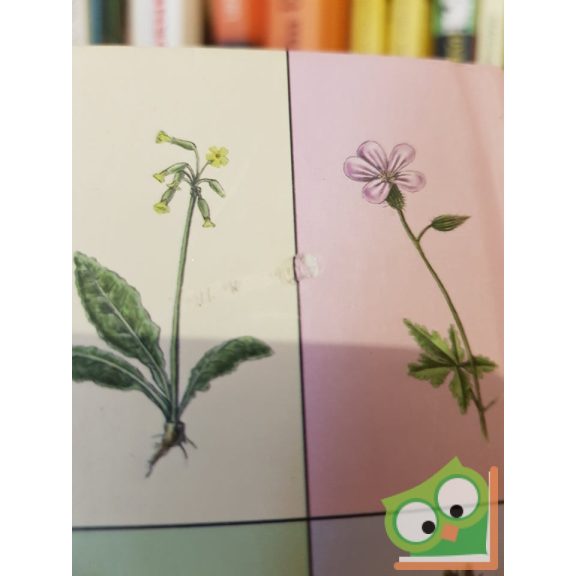 Szabó György, Lopes-Szabó Zsuzsa: A bükki füvesember gyógynövényei (Ritka)