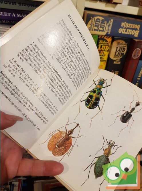 Vásárhelyi-Csiby: Egzotikus rovarok (búvár zsebkönyvek)