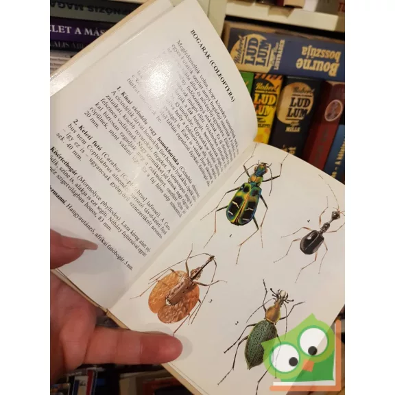 Vásárhelyi-Csiby: Egzotikus rovarok (búvár zsebkönyvek)