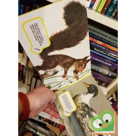 Rigó Béla: Erdőn mezőn kérdezgető (leporelló)