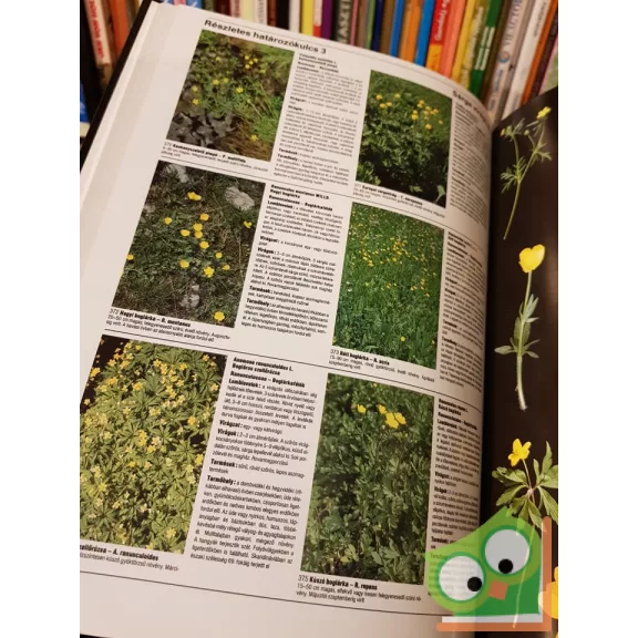 Jean-Denis Godet: Európa virágai