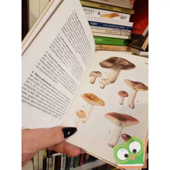 Babos Lórántné: Gombák 2. (Búvár zsebkönyvek)