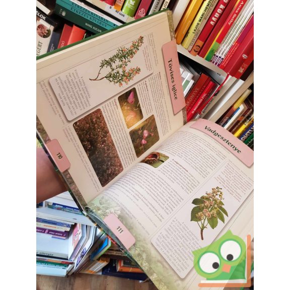 Buday Andrea - Gyógynövények