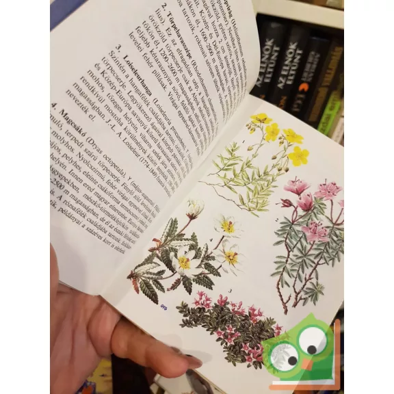 Kósa Géza: Havasi virágok (Búvár zsebkönyvek)