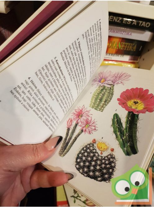 Agócsy Pál: Kaktuszok, pozsgások (Búvár zsebkönyv)
