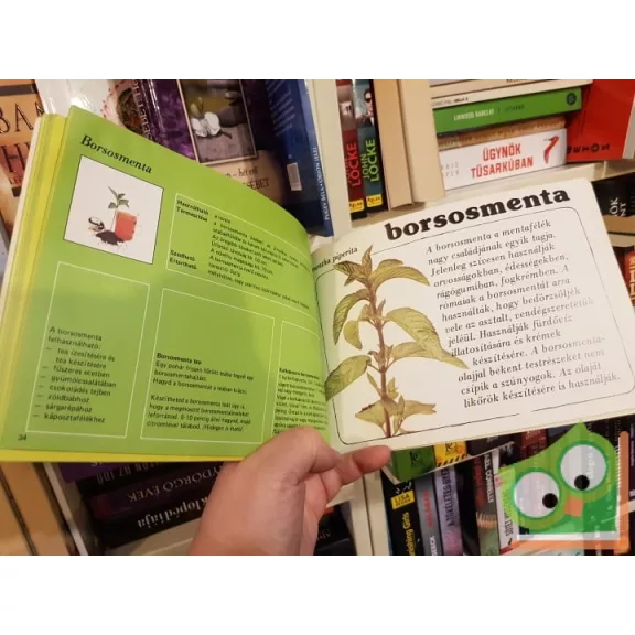 Kerti fűszernövények