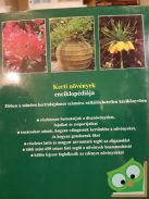 Klaas T. Noordhuis: Kerti növények enciklopédiája (ritka)