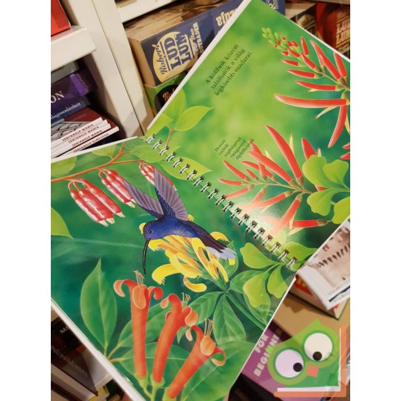 René Mettler: A dzsungel (Kis felfedező zsebkönyvek 23.)  (rajzos fóliával)