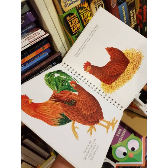 René Mettler: A tojás (Kis felfedező zsebkönyvek 34.) (rajzos fóliával)