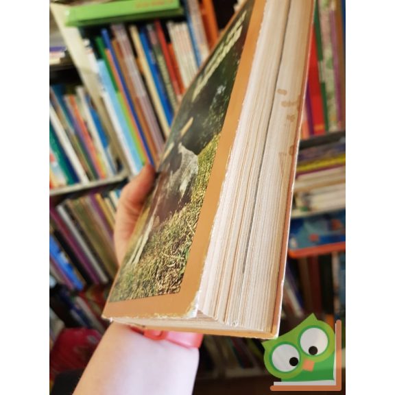 Kováts Zsolt: Kutyaiskola