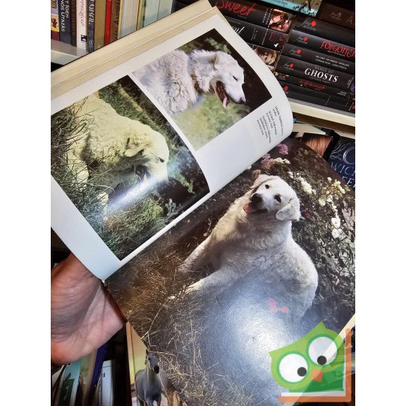 Ócsag, Sárkány: Magyar Kutyafajták