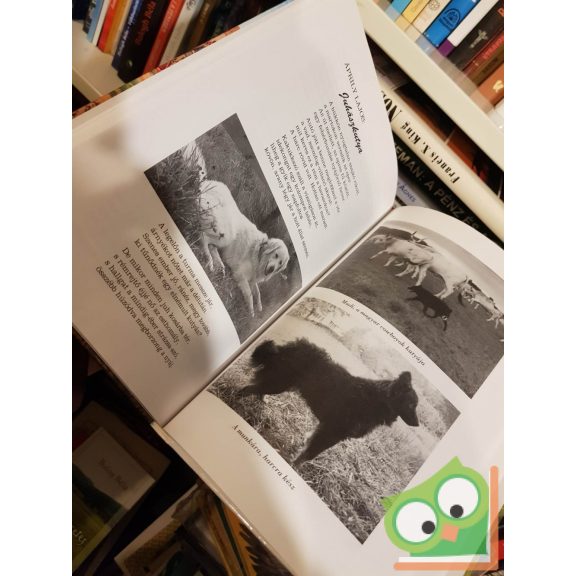 Buzády Tibor: Magyar kutyák