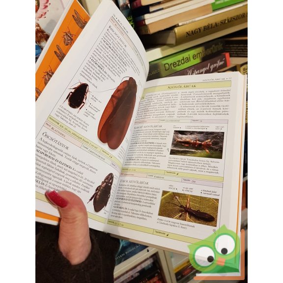 George C. McGavin: Rovarok pókok és más szárazföldi ízeltlábúak ( Határozó Kézikönyvek) (ritka)