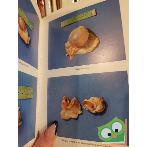 Szenci Ottó: A háziállatok szaporodása és mesterséges termékenyítése