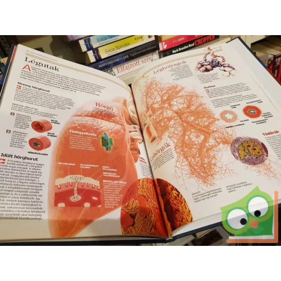 Ujhelyi Péter (szerk.): Az emberi test 1-2. (Természettudományi enciklopédia 12-13.)