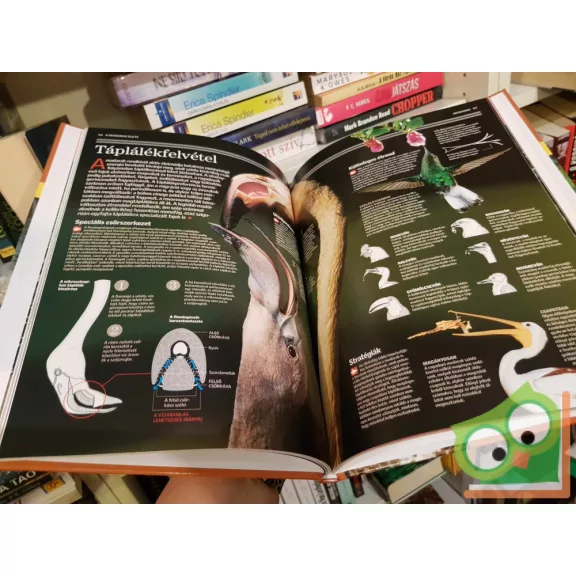 Ujhelyi Péter (szerk.): Madarak(Természettudományi enciklopédia 8.)