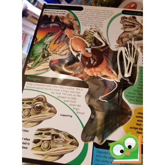 Aimee Bakken: Uncover a Frog  (3D)