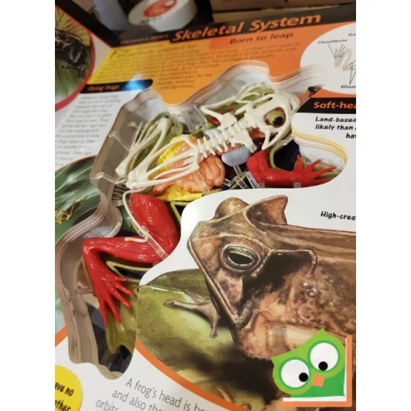 Aimee Bakken: Uncover a Frog  (3D)