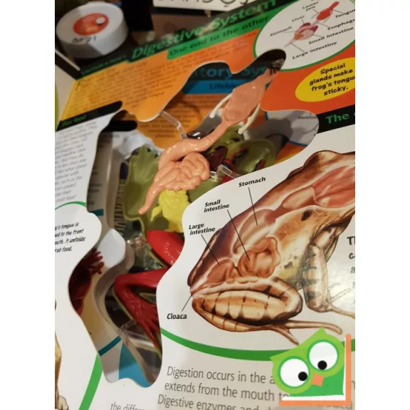 Aimee Bakken: Uncover a Frog  (3D)