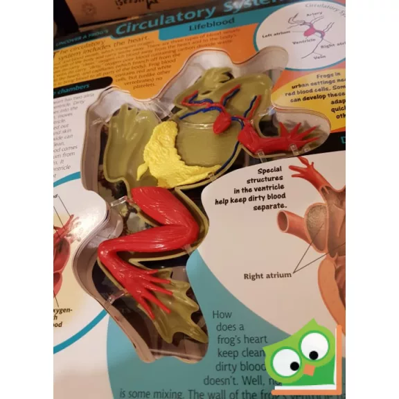 Aimee Bakken: Uncover a Frog  (3D)